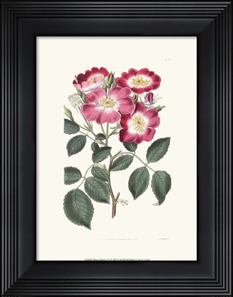 Framed Mauve Beauty IV Print