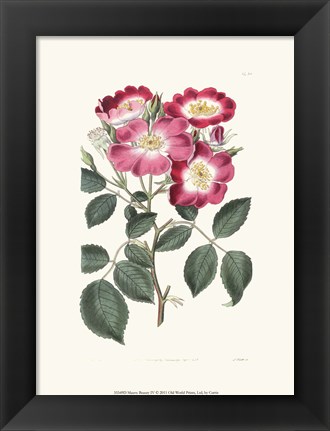 Framed Mauve Beauty IV Print