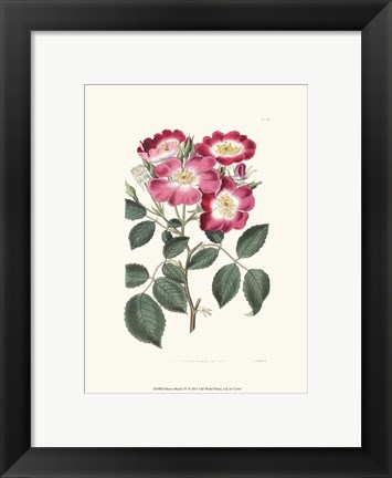 Framed Mauve Beauty IV Print