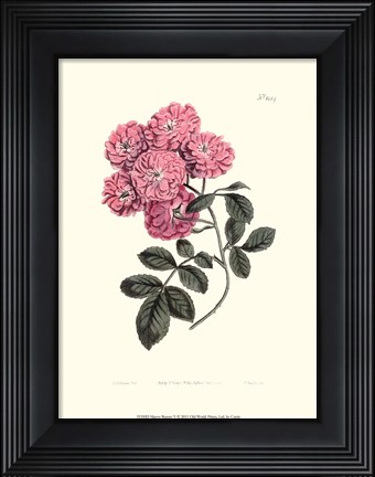 Framed Mauve Beauty V Print