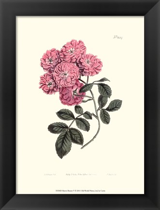 Framed Mauve Beauty V Print