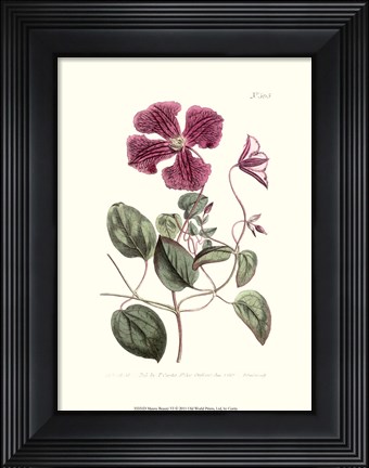 Framed Mauve Beauty VI Print