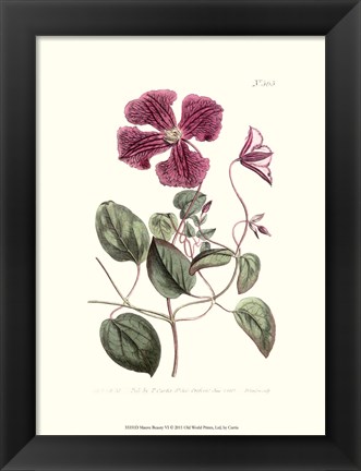 Framed Mauve Beauty VI Print