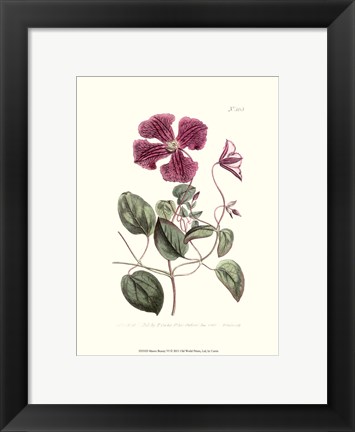 Framed Mauve Beauty VI Print