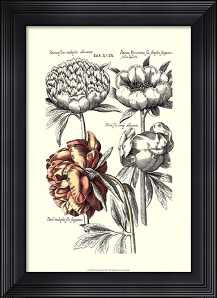 Framed Tinted Floral I Print