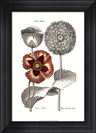 Framed Tinted Floral II Print