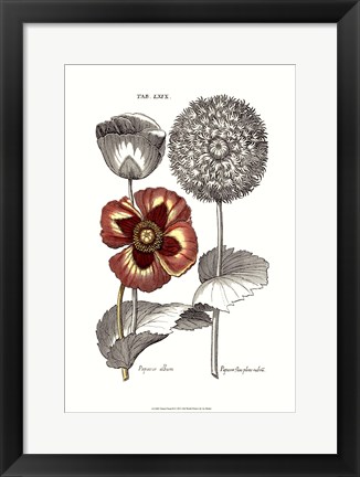 Framed Tinted Floral II Print