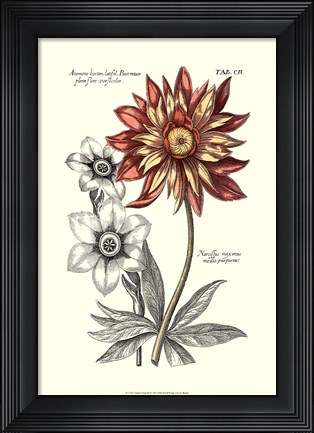 Framed Tinted Floral III Print