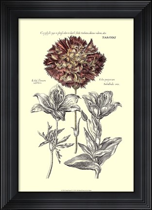 Framed Tinted Floral IV Print