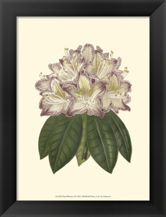 Framed Pastel Blooms I Print