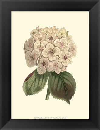 Framed Pastel Blooms III Print