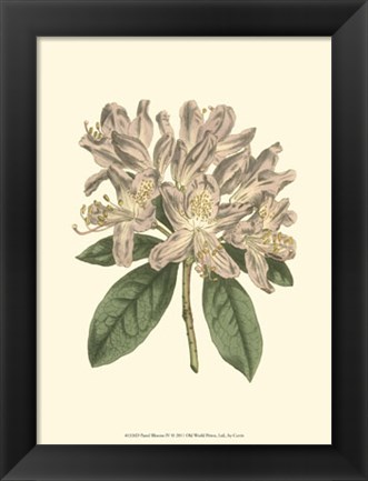 Framed Pastel Blooms IV Print