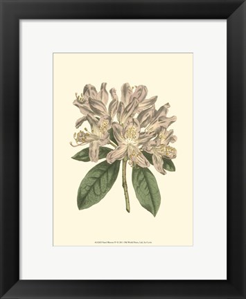 Framed Pastel Blooms IV Print
