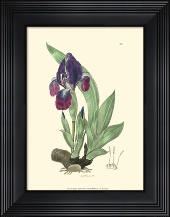 Framed Elegant Iris I Print