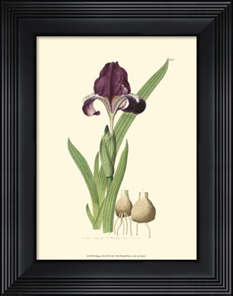 Framed Elegant Iris III Print