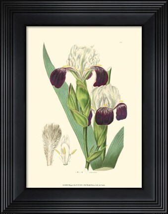 Framed Elegant Iris IV Print