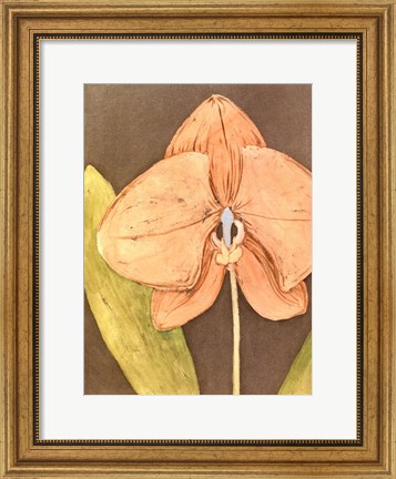 Framed Orchid &amp; Earth IV Print