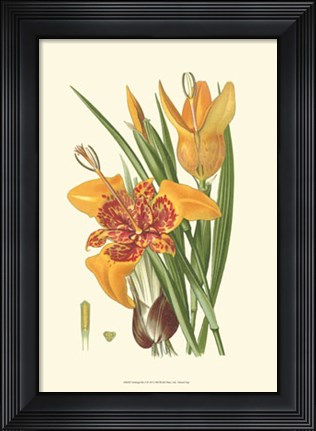 Framed Striking Lilies I Print
