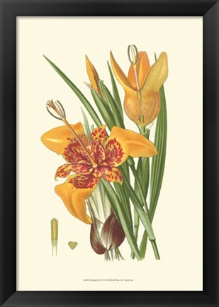 Framed Striking Lilies I Print