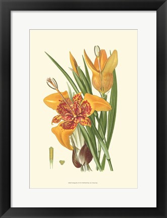 Framed Striking Lilies I Print