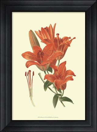 Framed Striking Lilies II Print