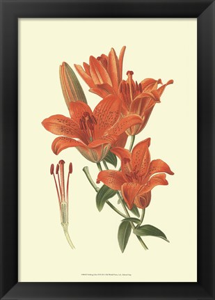Framed Striking Lilies II Print