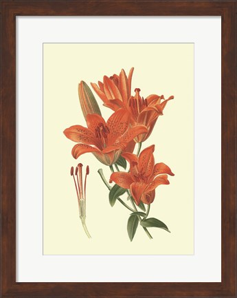 Framed Striking Lilies II Print