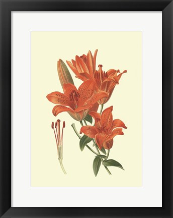Framed Striking Lilies II Print