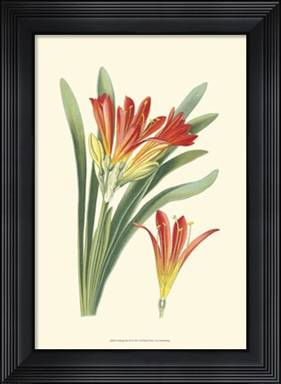 Framed Striking Lilies III Print