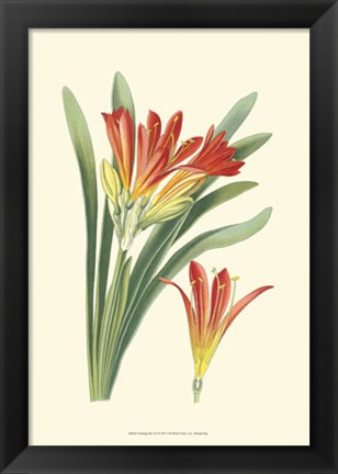 Framed Striking Lilies III Print