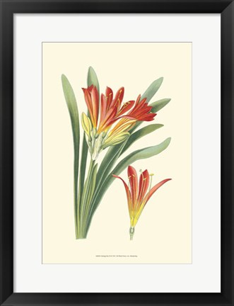 Framed Striking Lilies III Print