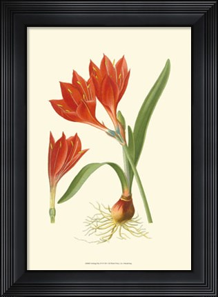 Framed Striking Lilies IV Print