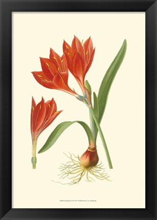 Framed Striking Lilies IV Print