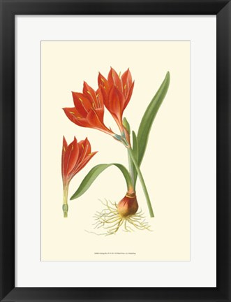 Framed Striking Lilies IV Print