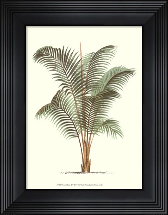 Framed Coastal Palm II Print