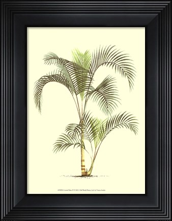 Framed Coastal Palm IV Print