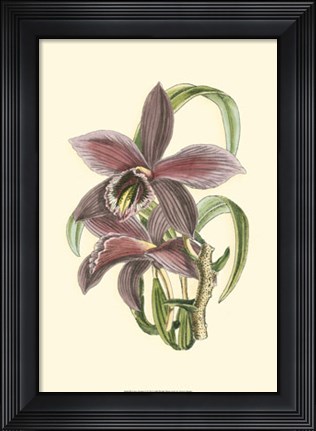 Framed Lilac Orchid I Print