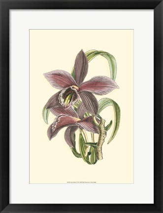 Framed Lilac Orchid I Print