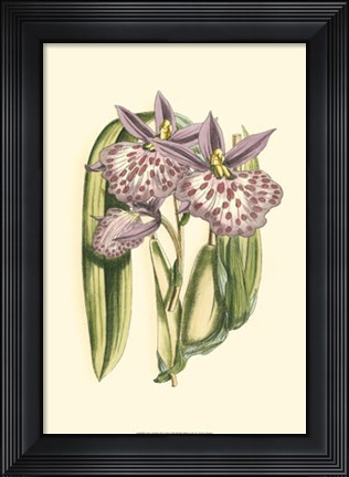 Framed Lilac Orchid II Print