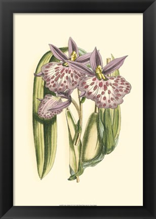Framed Lilac Orchid II Print