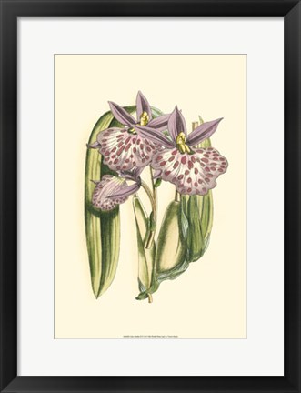 Framed Lilac Orchid II Print