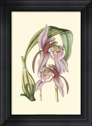 Framed Lilac Orchid III Print