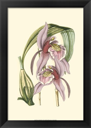 Framed Lilac Orchid III Print