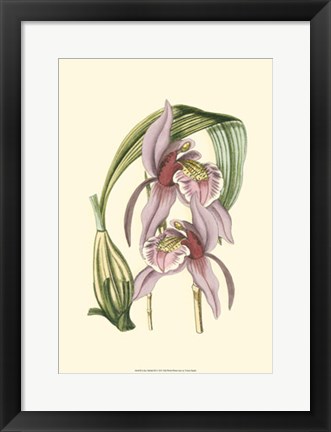 Framed Lilac Orchid III Print