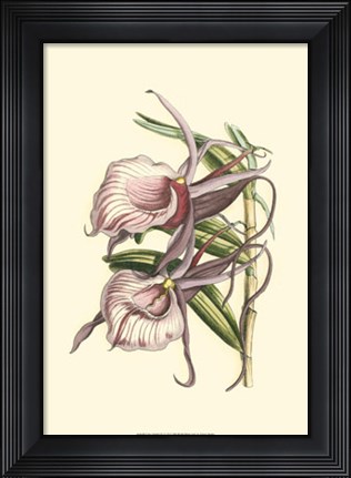 Framed Lilac Orchid IV Print