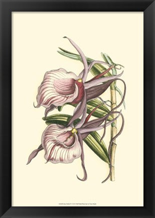 Framed Lilac Orchid IV Print