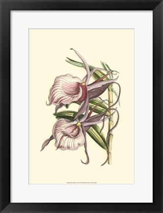 Framed Lilac Orchid IV Print