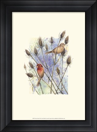 Framed House Finches Print