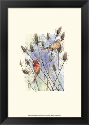 Framed House Finches Print