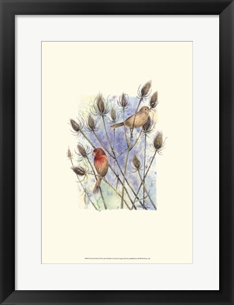 Framed House Finches Print